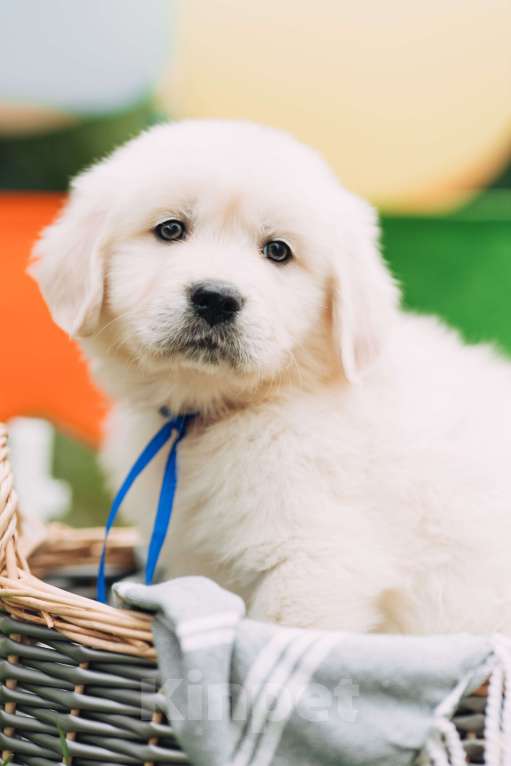 Собаки в Москве: Золотистый ретривер - доставка в любой город! Девочка, 50 000 руб. - фото 4