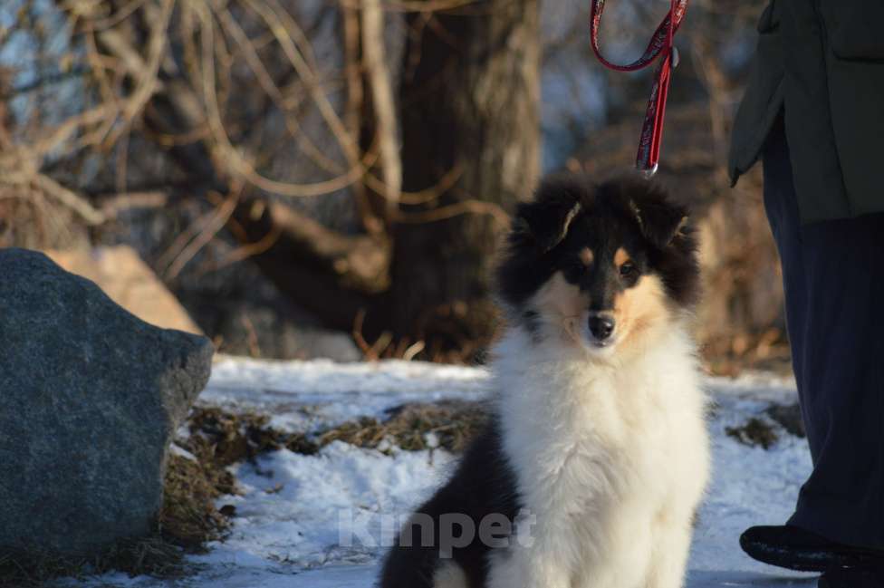 Собаки в Челябинске: Колли триколорного окраса Девочка, Бесплатно - фото 6