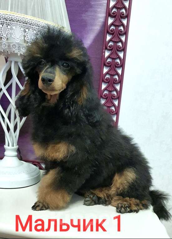 Собаки в Москве: Ребята-пуделята  Мальчик, 70 000 руб. - фото 3