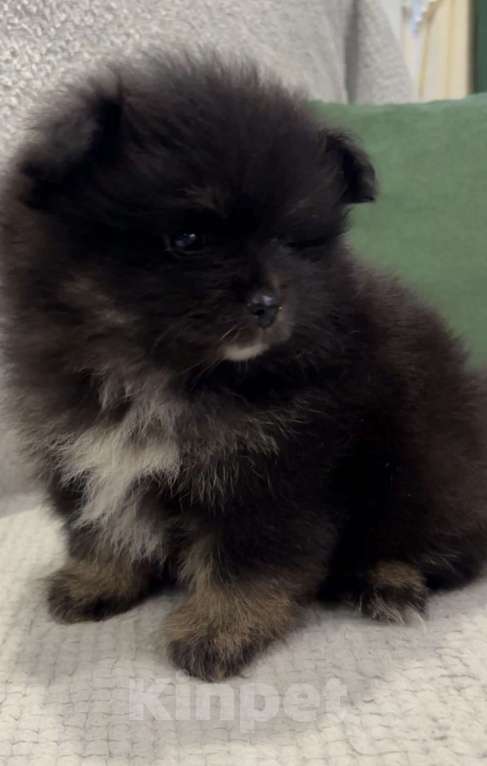 Собаки в Москве: Померанский шпиц мишка Девочка, 25 000 руб. - фото 6