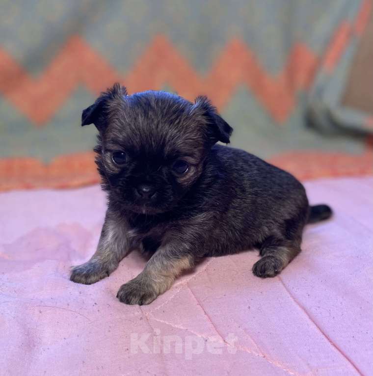 Собаки в Санкт-Петербурге: Великолепный мальчик чишка Мальчик, 25 000 руб. - фото 6