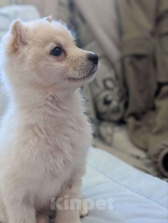 Собаки в Москве: Тофу ,щенок из Якутска Мальчик, Бесплатно - фото 3