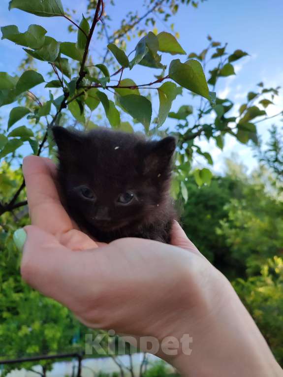 Кошки в Москве: Котята ищут дом!, Бесплатно - фото 1