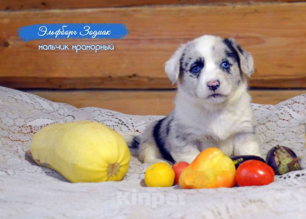 Собаки в Москве: голубоглазые мраморные щенки вельш корги кардиган Мальчик, 50 000 руб. - фото 1