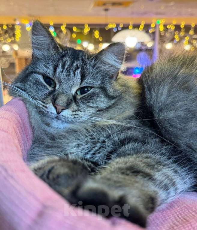 Кошки в Москве: Пушистая милая кошечка в добрые руки Девочка, Бесплатно - фото 3