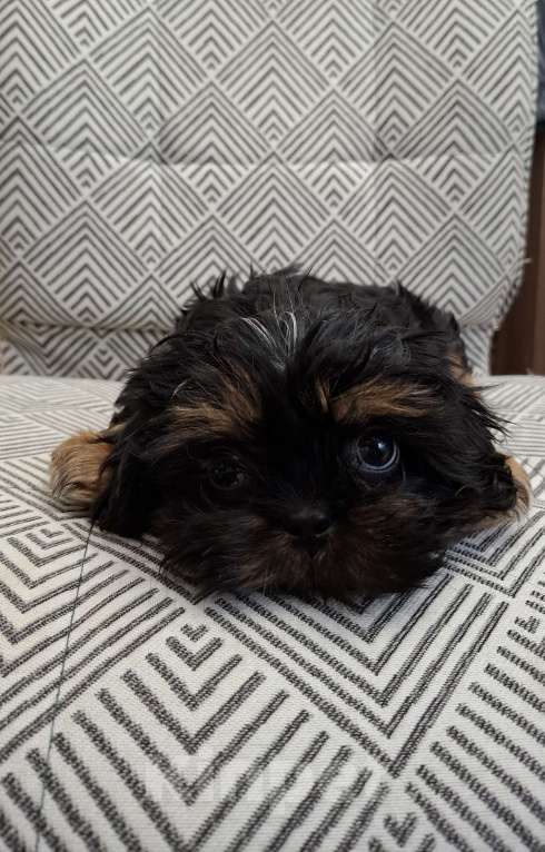 Собаки в Кропоткине: Ши-тцу Мальчик, 20 000 руб. - фото 5