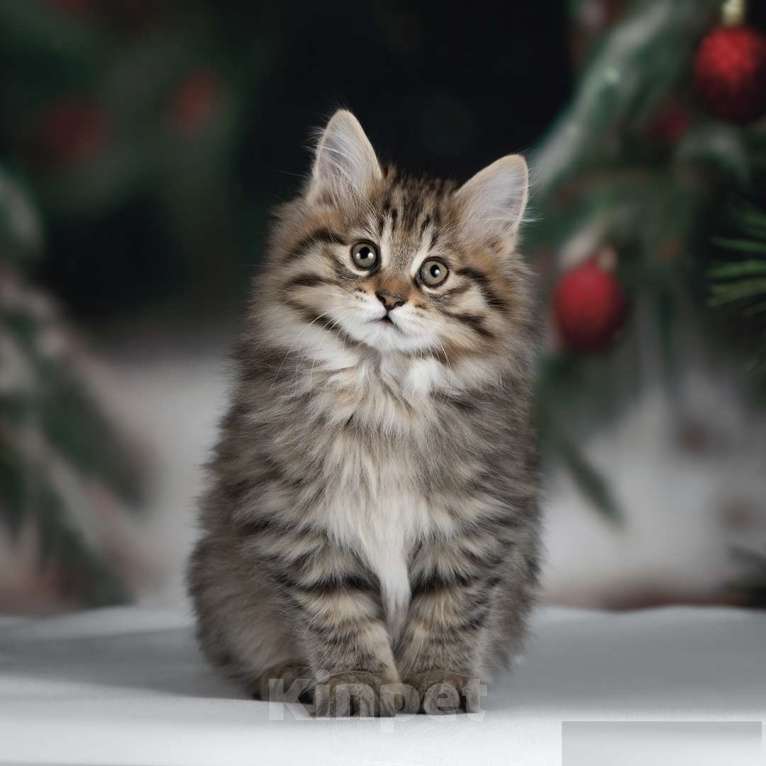 Кошки в Дедовске: Франческа-  Маленькая рысь у Вас дома! Девочка, 55 000 руб. - фото 3