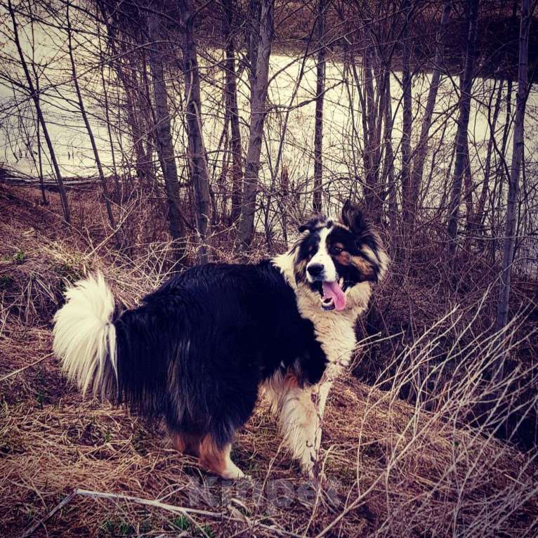 Собаки в Казани: Отдам собаку в добрые руки Мальчик, 1 руб. - фото 2