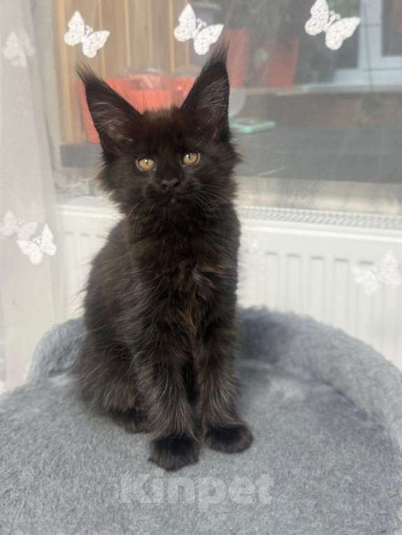 Кошки в Череповце: Чистопородный Мейн Кун Девочка, 30 000 руб. - фото 2