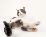 Кошки в Москве: Шикарный сладкий котик Баунти в добрые руки Мальчик, Бесплатно - фото 1