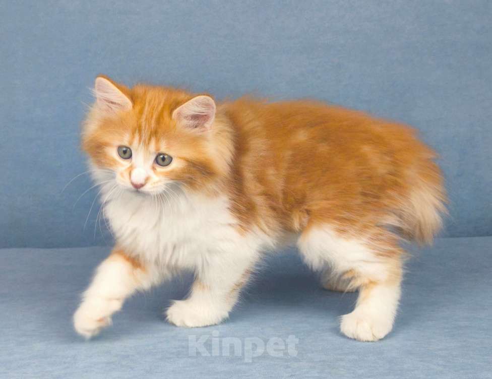 Кошки в Егорьевске: Курильский бобтейл Девочка, 60 000 руб. - фото 4