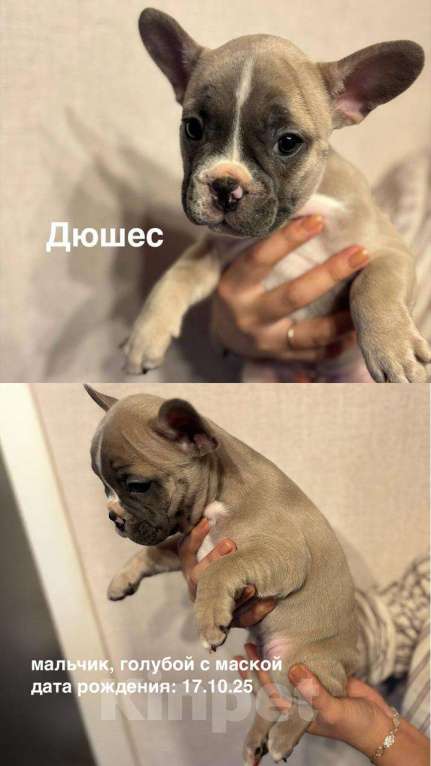 Собаки в других городах Московской области: Голубой мальчик с белой масочкой  Мальчик, 50 000 руб. - фото 1