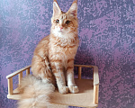 Кошки в Новосибирске: Самые ласковые мини рыси Мальчик, Бесплатно - фото 4