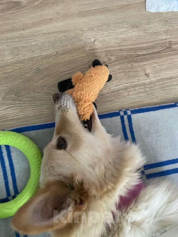 Собаки в других городах Московской области: Сoбакa-улыбакa Чeppи ищет дoм!  Девочка, Бесплатно - фото 4