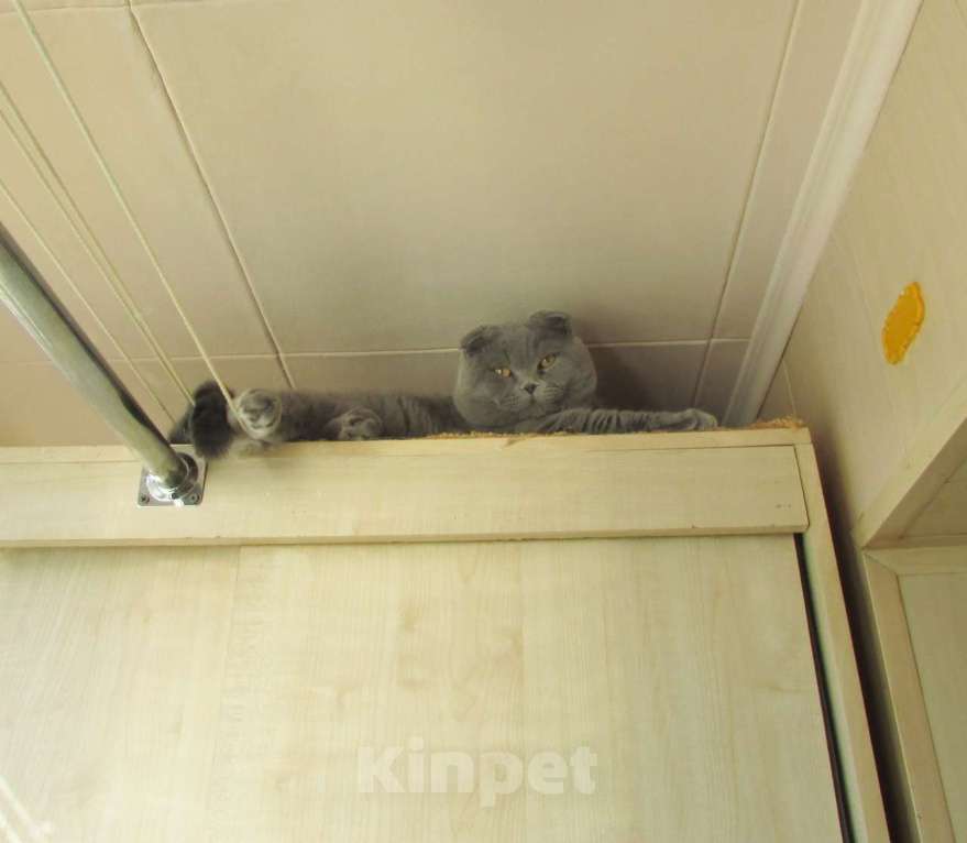 Кошки в Санкт-Петербурге: шоландский голубой котик фолд Мальчик, Бесплатно - фото 2