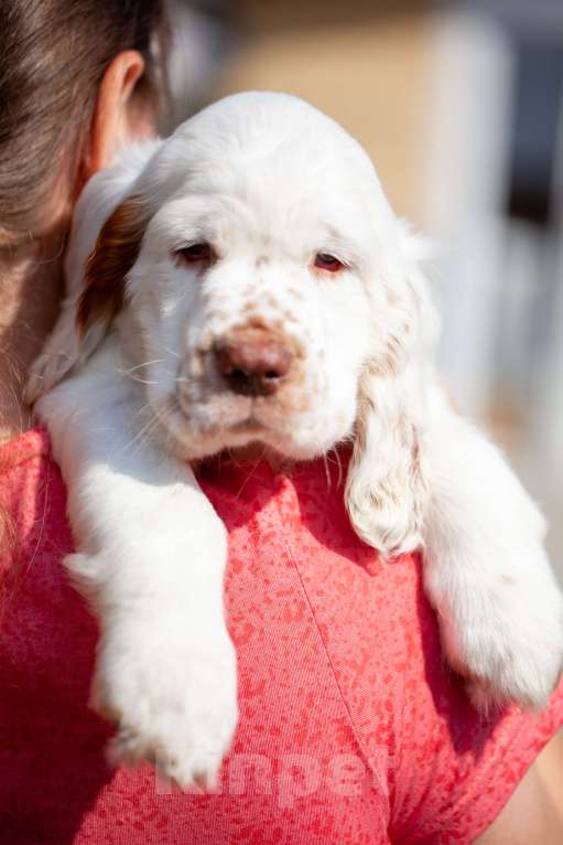 Собаки в Владимире: Раннее бронирование щенков Девочка, Бесплатно - фото 4