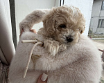 Собаки в Иваново: Той-пудель мальчик Мальчик, Бесплатно - фото 1