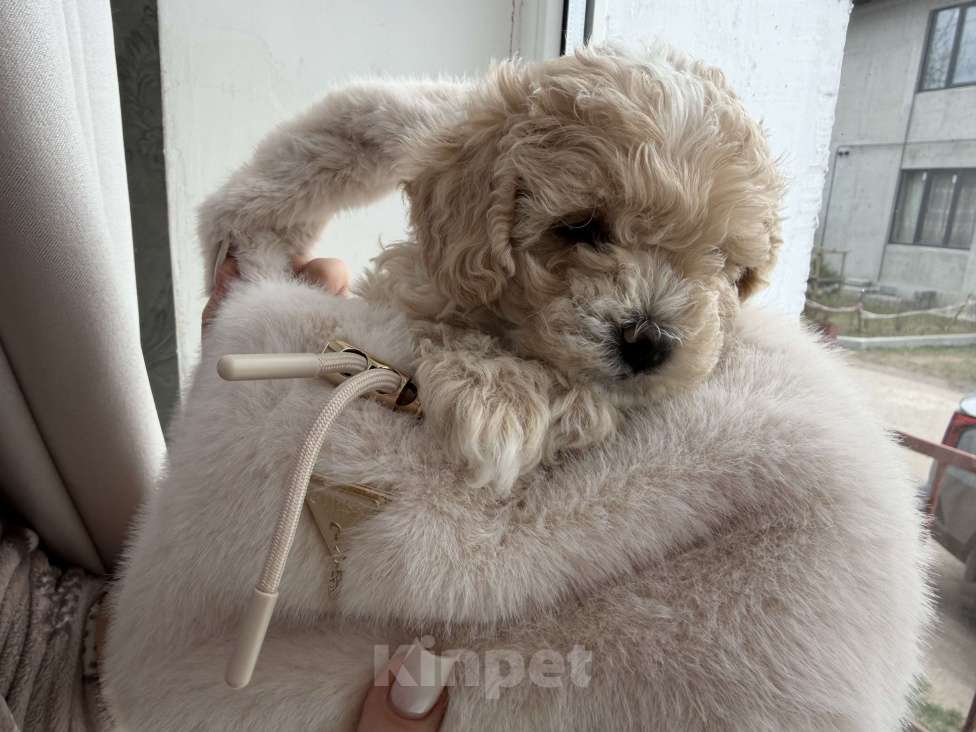 Собаки в Иваново: Той-пудель мальчик Мальчик, Бесплатно - фото 1