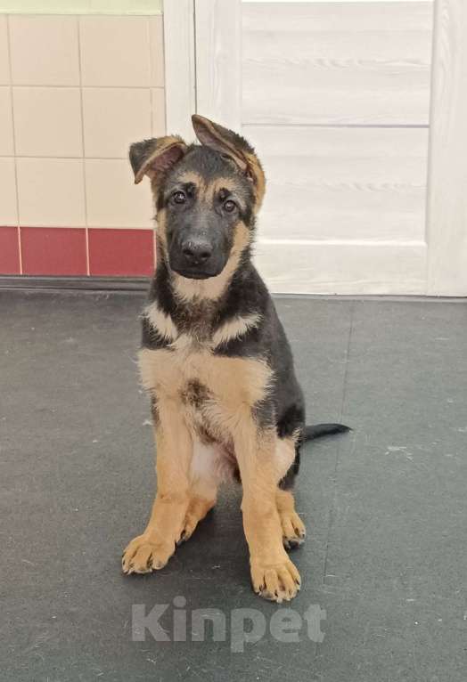 Собаки в Кемерово: Продам щенка немецкой овчарки Девочка, Бесплатно - фото 6