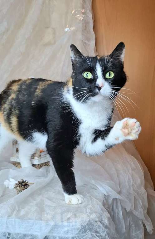 Кошки в Москве: Трехцветная кошка в добрые руки  Девочка, Бесплатно - фото 1