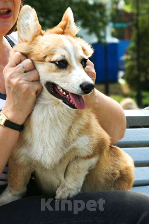 Собаки в Самаре: Девочка Эстель Руж Девочка, 50 000 руб. - фото 2