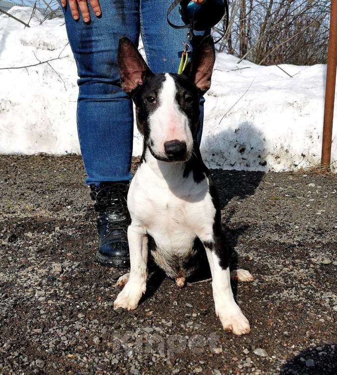 Собаки в Москве: Щенки миниатюрного бультерьера Мальчик, Бесплатно - фото 9