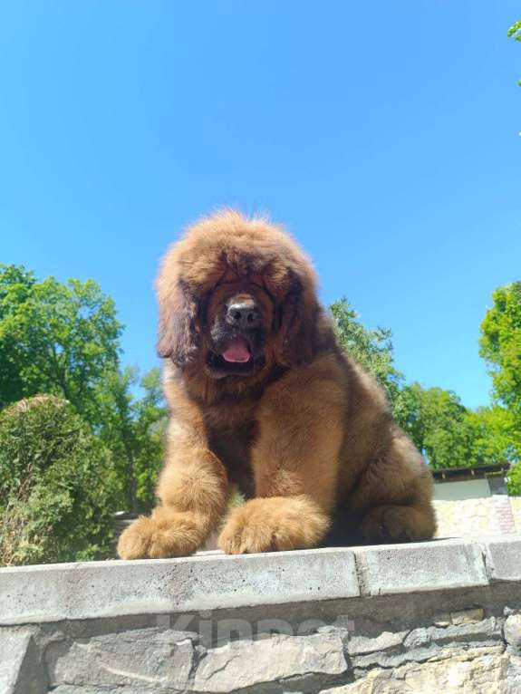 Собаки в Котельнике: Тибетский Мастиф. Мальчик. За бочок не укусит Мальчик, 274 780 руб. - фото 3
