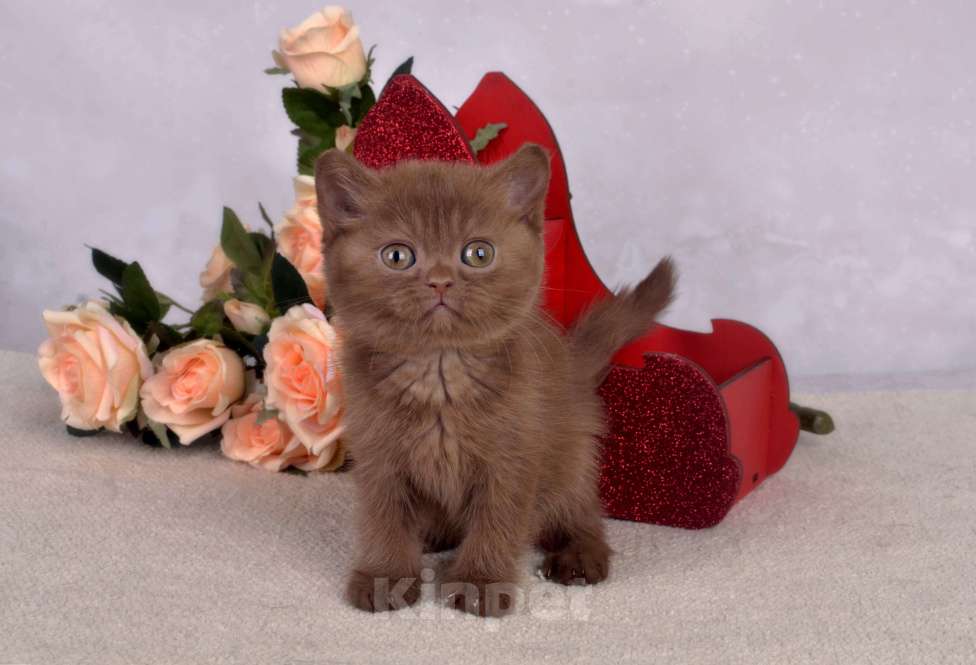 Кошки в Санкт-Петербурге: Британский котик окраса циннамон Мальчик, 50 000 руб. - фото 2