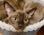 Кошки в Москве: Бурманские котята Девочка, Бесплатно - фото 2