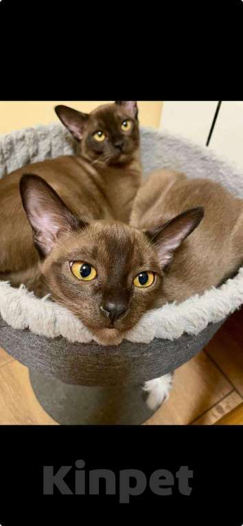 Кошки в Москве: Бурманские котята Девочка, Бесплатно - фото 2