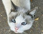 Кошки в Москве: Породистая кошечка под выпуск на улицу. Срочный поиск дома! Девочка, Бесплатно - фото 1