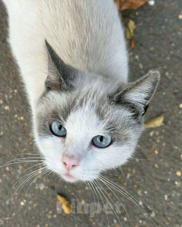 Кошки в Москве: Породистая кошечка под выпуск на улицу. Срочный поиск дома! Девочка, Бесплатно - фото 1