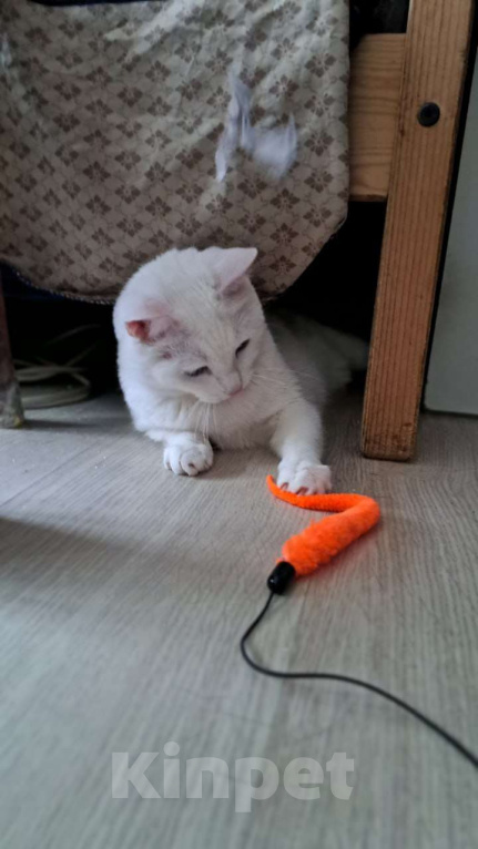 Кошки в Москве: Белоснежная Вита мечтает о доме Девочка, Бесплатно - фото 4