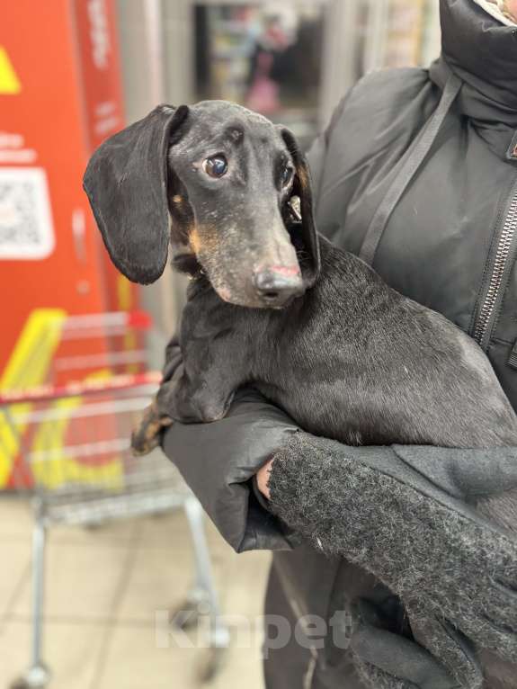 Собаки в Петушке: Найдена такса! Ищет дом!  Мальчик, Бесплатно - фото 4