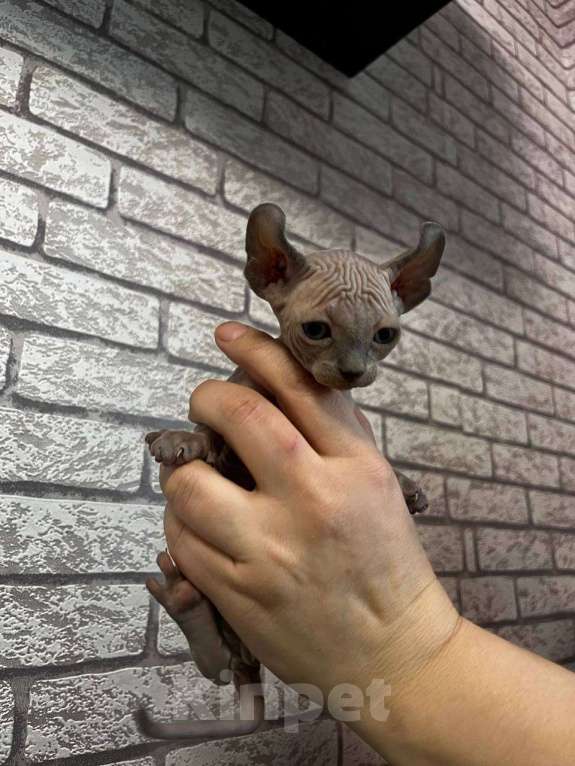 Кошки в Москве: Котята сфинкс эльф Мальчик, 35 000 руб. - фото 5