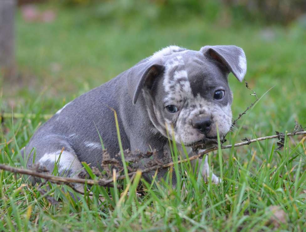 Собаки в Москве: красавец малыш Мальчик, 68 000 руб. - фото 4