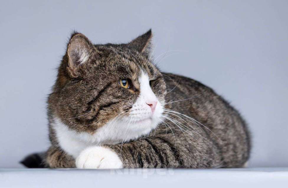 Кошки в Москве: Молодой котик Бакс  ищет дом. Мальчик, Бесплатно - фото 5