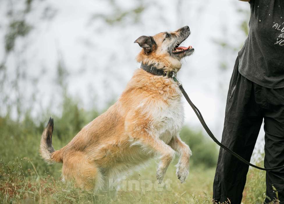 Собаки в Москве: Люша-Плюша – собака, в глазах которой светится счастье, когда она видит человека! Девочка, Бесплатно - фото 2