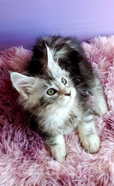 Кошки в Москве: Персефона Девочка, 45 000 руб. - фото 3