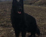 Собаки в Щербинке: Немецкая овчарка ВЯЗКА, 10 руб. - фото 4