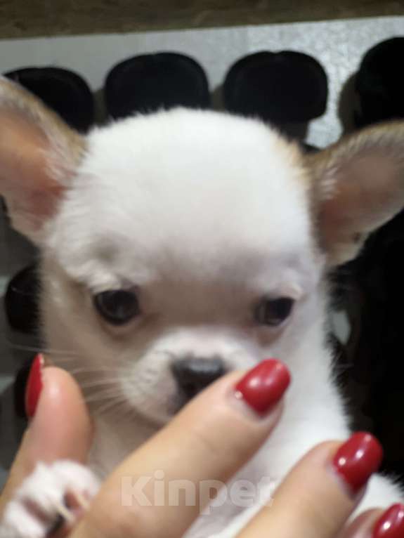 Собаки в Лабинске: Чихуахуа  Мальчик, 15 000 руб. - фото 3