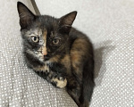 Кошки в Челябинске: Котёнок (девочка) в добрые руки Девочка, Бесплатно - фото 1