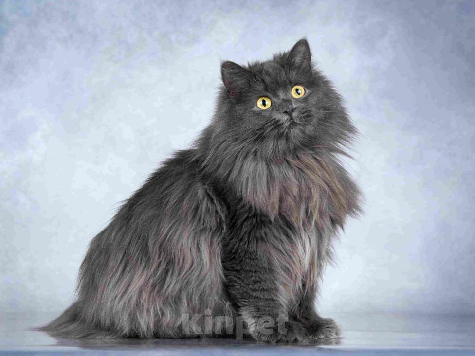 Кошки в Москве: Нежная ласковая кошечка Котюня Девочка, Бесплатно - фото 4