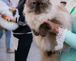 Кошки в Ликино-Дулево: Хайленд фолд котик редкого окраса  соболь Мальчик, 60 000 руб. - фото 4