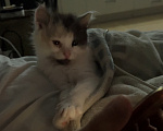 Кошки в Домодедово: Котята девочки Девочка, Бесплатно - фото 3