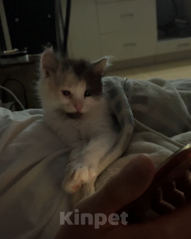 Кошки в Домодедово: Котята девочки Девочка, Бесплатно - фото 3