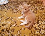 Кошки в Краснодаре: Котёнок в добрые руки Девочка, Бесплатно - фото 4