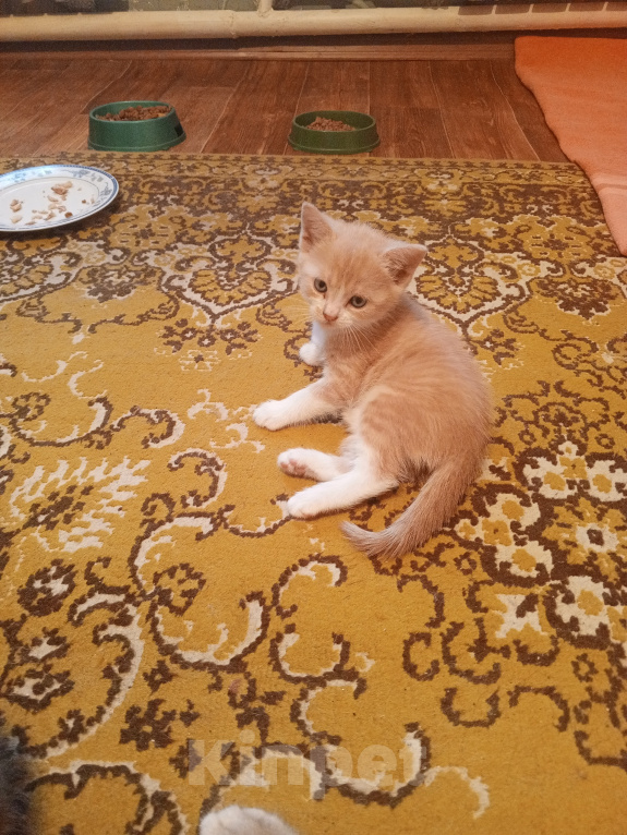 Кошки в Краснодаре: Котёнок в добрые руки Девочка, Бесплатно - фото 4