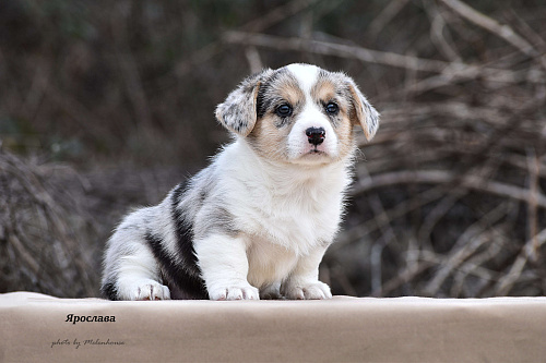 Щенок вельш корги кардиган