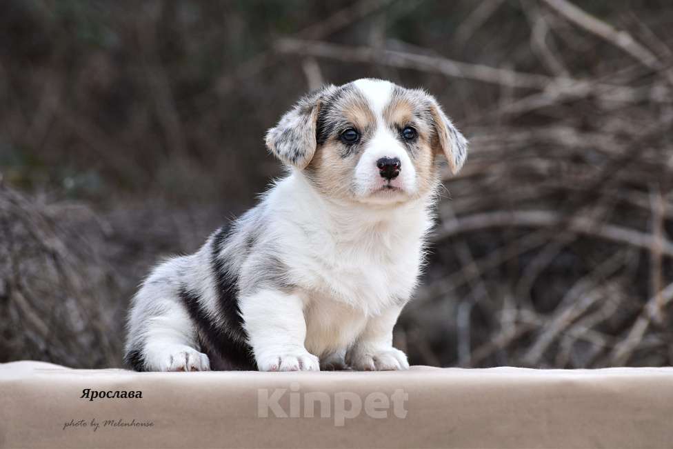 Собаки в Домодедово: Щенок вельш корги кардиган Девочка, 60 000 руб. - фото 1